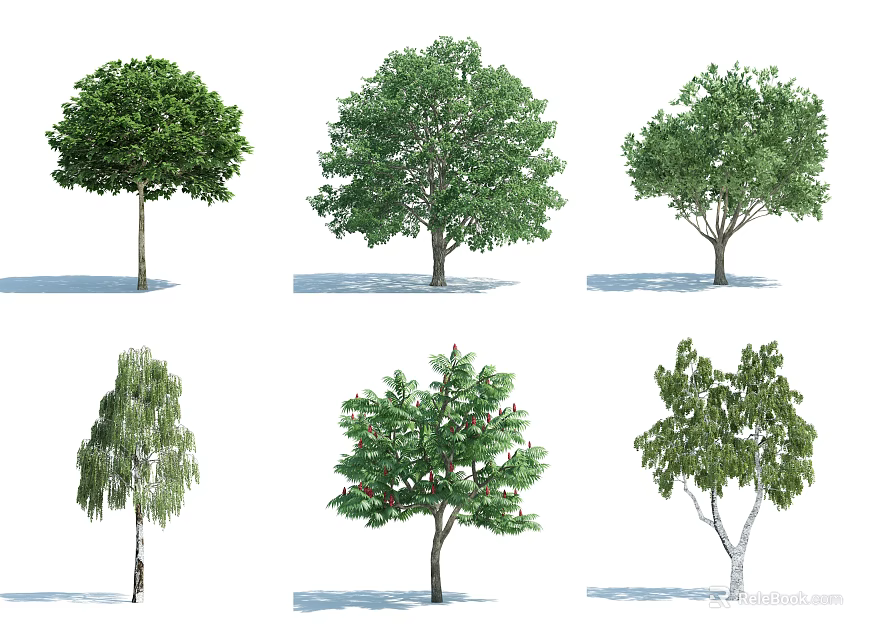 Various Arbor Trees with Diverse Crown Shapes and Trunk Features in Isolated White Background 3d model