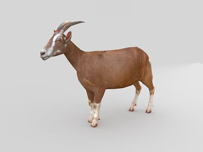 Brown Reptile With Curved Horns White Face And Legs On Gray Background 3d model