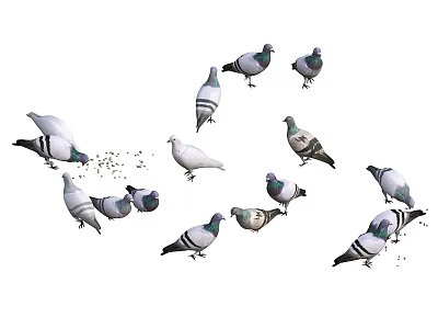 Flock of White and Gray Pigeons Flying and Feeding Together 3d model