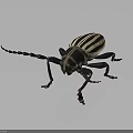 Black and white striped beetle with long antennae and black exoskeleton isolated on gray background