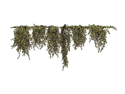 Lush Green Hanging Vines With Dense Leaves For Home Decoration 3d model