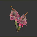 Two Pink Flower Like Plants With Layered Petals Green Stems And Yellow Tips