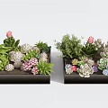 Decorative Potted Succulent Plants In Black Rectangular Containers With Various Green Pink And Purple Varieties