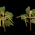 Green Plant with Lush Green Leaves Yellow Spikes and Branching Structure on Black Background