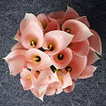 Pink Calla Lilies in Transparent Vase with Gray Ribbon Against Black Wavy Textured Wall