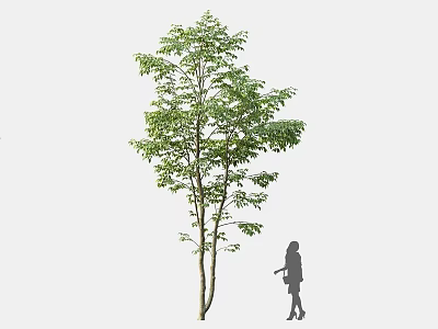 Tall Arbor Tree With Green Foliage Standing Beside Female Silhouette Holding Bag On Simple Background 3d model