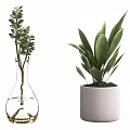 Bonsai Potted Plants in Transparent Glass Vase and White Ceramic Pot with Green Leaves