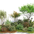 Various Green Shrubs in Outdoor Garden Landscape with Colorful Flowers and Mixed Plants