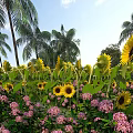 Vibrant Garden Landscape With Sunflowers Palm Trees Pink Flowers And Green Plants Under Blue Sky