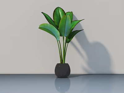 Potted Bonsai Plant with Lush Green Leaves in Dark Pot on Smooth Shiny Surface 3d model