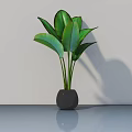 Potted Bonsai Plant with Lush Green Leaves in Dark Pot on Smooth Shiny Surface