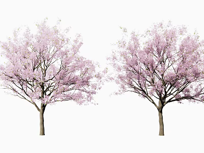 Two Flowering Trees With Pink Blossoms Standing Side by Side in Full Bloom 3d model