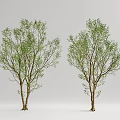 Modern Tree Landscape Tree 3d model