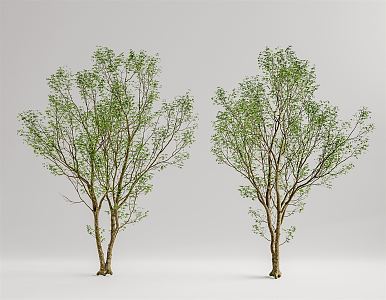 Modern Tree Landscape Tree 3d model