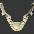 Detailed Realistic Human Mandible Skeletal Organ 3D Model on Black Background