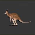 Orange Brown Fur Kangaroo Standing in Realistic Posture with Long Tail on Gray Background