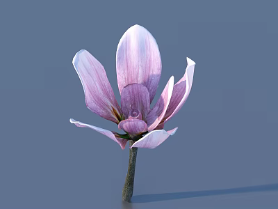 Pink Flower With Gradient Pink And White Petals On Green Stem Against Blue Background 3d model