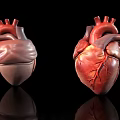 Two Detailed Human Heart Anatomical Models With Vascular Structures And Reflections