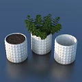 Bonsai Potted Plants In Three White Textured Pots With Green Plant Center