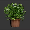 Potted Houseplant With Green Leaves White And Blue Small Flowers In Brown Pot