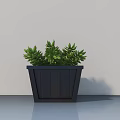 Lush Green Bonsai Plant in Black Wooden Pot for Indoor Home Decoration