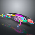 3D Rendered Whale Anatomical Model Displaying Colorful Skeleton And Internal Organs