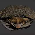 Brown Spiky Reptile With Rough Textured Skin On Dark Reflective Surface