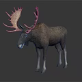 Moose With Large Antlers Standing On Dark Background With Reflection 3d model