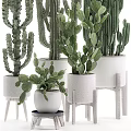 Various Types of Bonsai Potted Cacti and Succulents in White Ceramic Pots