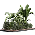 Lush Green Shrubs With Tropical Plants And Large Leaves On Wooden Platform