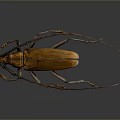Yellow Longhorn Beetle With Long Antennae On Dark Background Macro Shot
