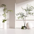 Two Bonsai Potted Plants In White Vase And Sphere Decor For Bright Interior