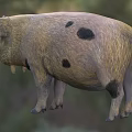 Brown Pig With Black Spots Round Body Large Droopy Ears Open Mouth Stocky Legs