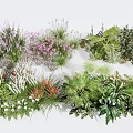 Vibrant Garden Flowers And Grasses With Ferns Herbs And Ornamental Plants