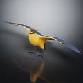 3D Rendered Flying Bird With Yellow Body Blue Wings Crested Head Standing on Black Surface