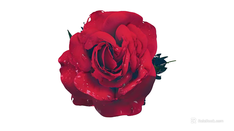 Beautiful Red Rose With Water Droplets On Petals And Green Leaves 3d model 