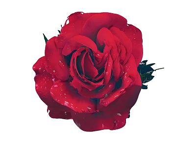 Beautiful Red Rose With Water Droplets On Petals And Green Leaves 3d model