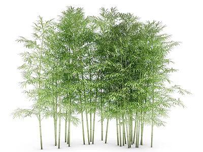 Tall Green Bamboo with Slender Stems and Lush Foliage in Natural Grove 3d model