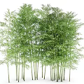 Tall Green Bamboo with Slender Stems and Lush Foliage in Natural Grove