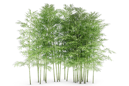 Bamboo 3d model