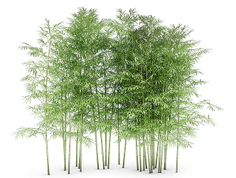 Bamboo 3d model