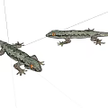 Two Reptile Geckos With Orange Eyes And Black Gray Patterns On White Background