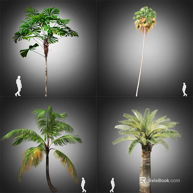 Different Tropical Trees Displaying Varied Leaf Shapes Trunk Features And Human Scale 3d model 