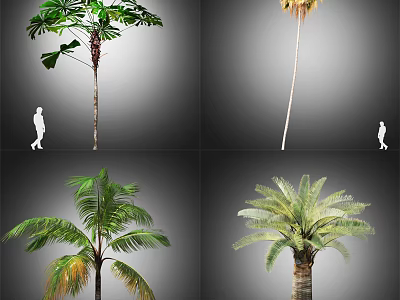 Different Tropical Trees Displaying Varied Leaf Shapes Trunk Features And Human Scale 3d model