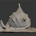 conch bone snail snail field snail shellfish marine animal fish freshwater fish marine fish animal 3d model