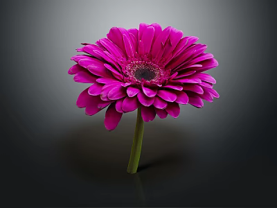 Purple Gerbera Flower with Vibrant Pink Petals Dark Center and Green Stem on Dark Background 3d model