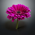 Purple Gerbera Flower with Vibrant Pink Petals Dark Center and Green Stem on Dark Background