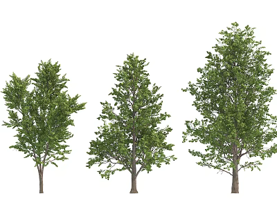 Three Different Arbor Trees with Lush Green Leaves and Unique Shapes 3d model
