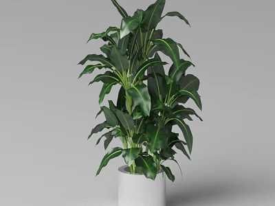 Tall Lush Green Leafy Potted Plant In White Cylindrical Pot With Healthy Foliage 3d model