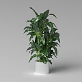 Tall Lush Green Leafy Potted Plant In White Cylindrical Pot With Healthy Foliage